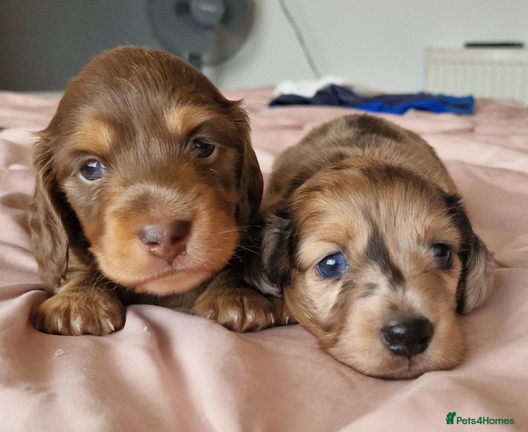 Miniature Dachshund dogs for sale: Long hair minature dachshunds - Image 11