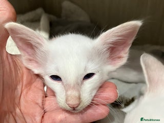 Balinese cats - Advert 5