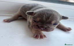 French Bulldog dogs for sale: ONE FEMALE LEFT -gorgeous grey French Bulldogs - Image 13