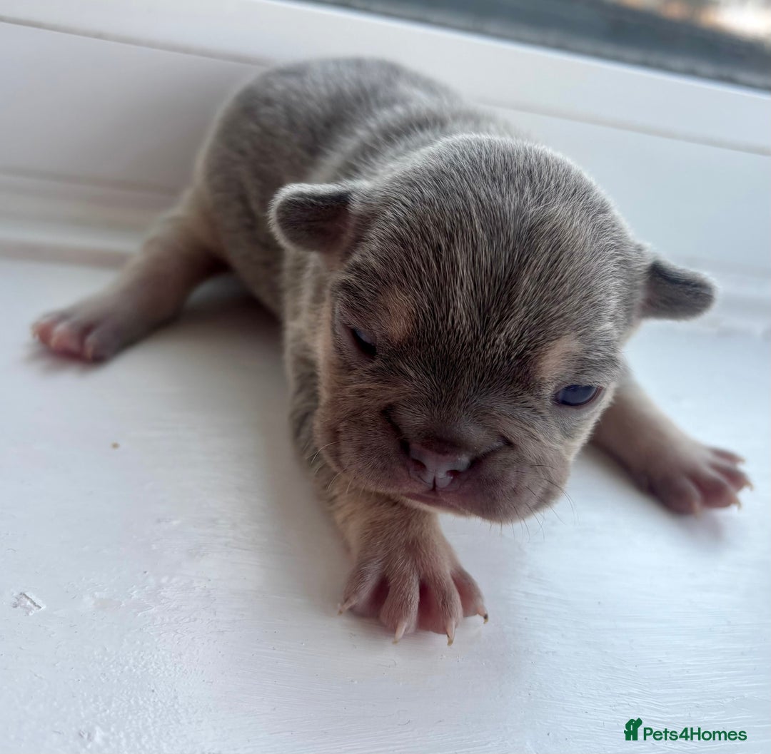 French Bulldog dogs for sale: ONE FEMALE LEFT -gorgeous grey French Bulldogs - Image 13