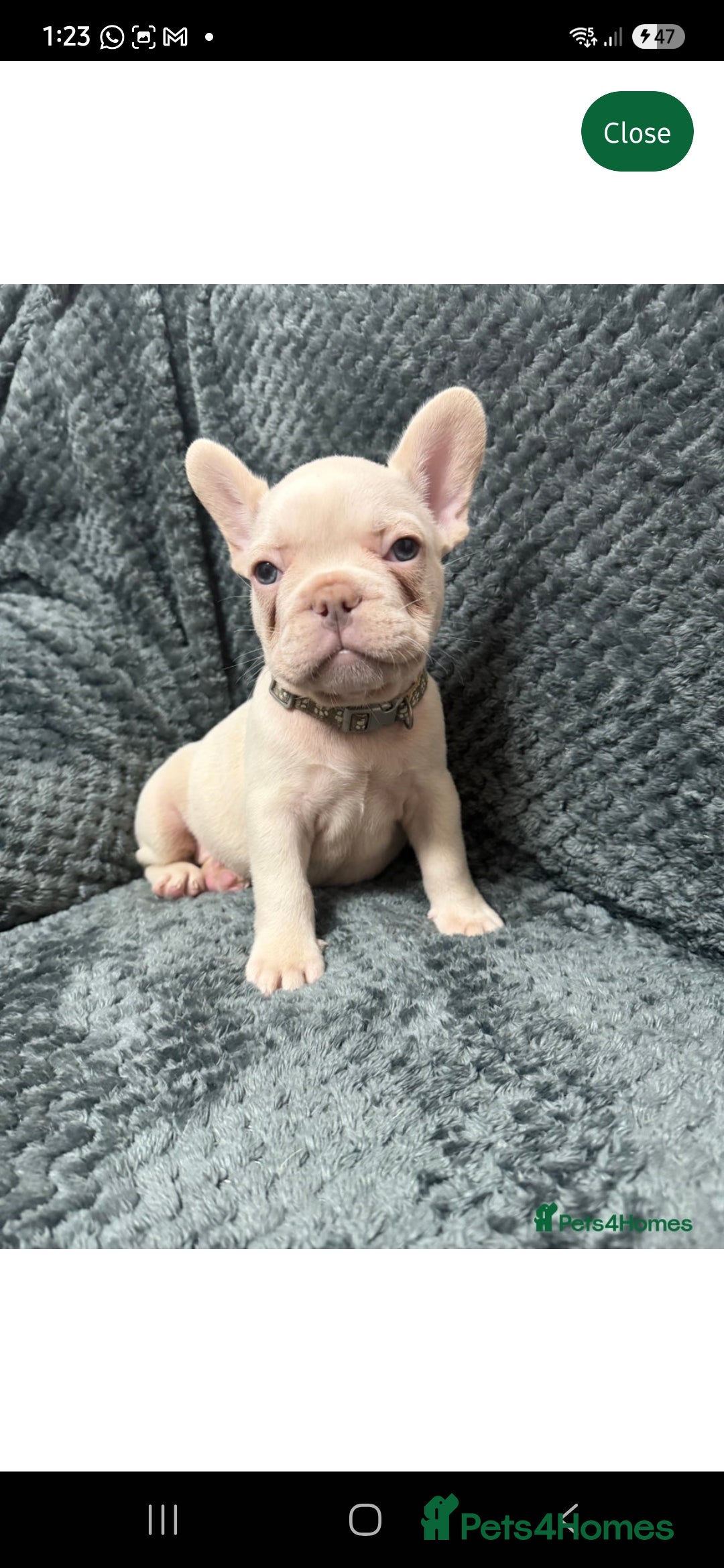 French Bulldog dogs for sale: french bulldog puppy ono - Advert 1