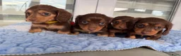 Miniature Dachshund dogs for sale: Kc Kaninchen dachshund weeny weeny  - Advert 19