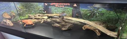 Bearded Dragon reptiles for sale: Red monster bearded dragon  - Advert 2