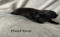Shihpoo dogs for sale: Shihpoo puppies for sales - Image 8