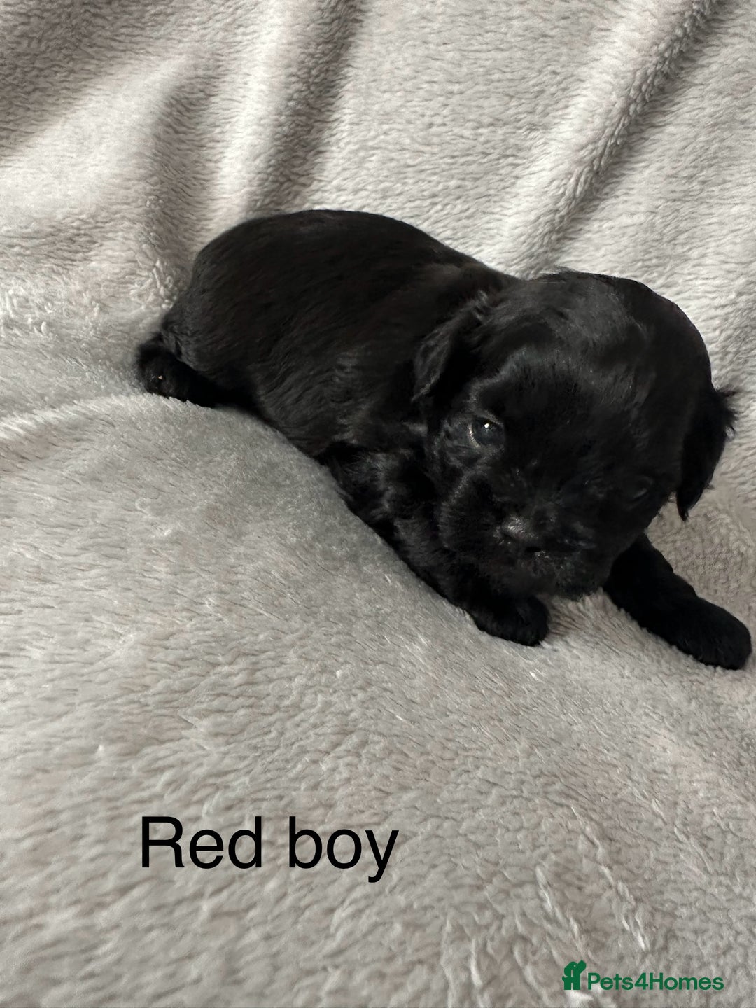 Shihpoo dogs for sale: Shihpoo puppies for sales - Image 8
