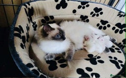 Ragdoll cats for sale: Ragdoll kittens - Image 1