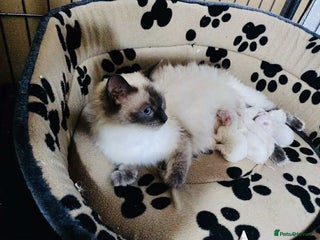 Ragdoll cats for sale - Advert 1