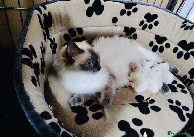 Ragdoll cats - Advert 1