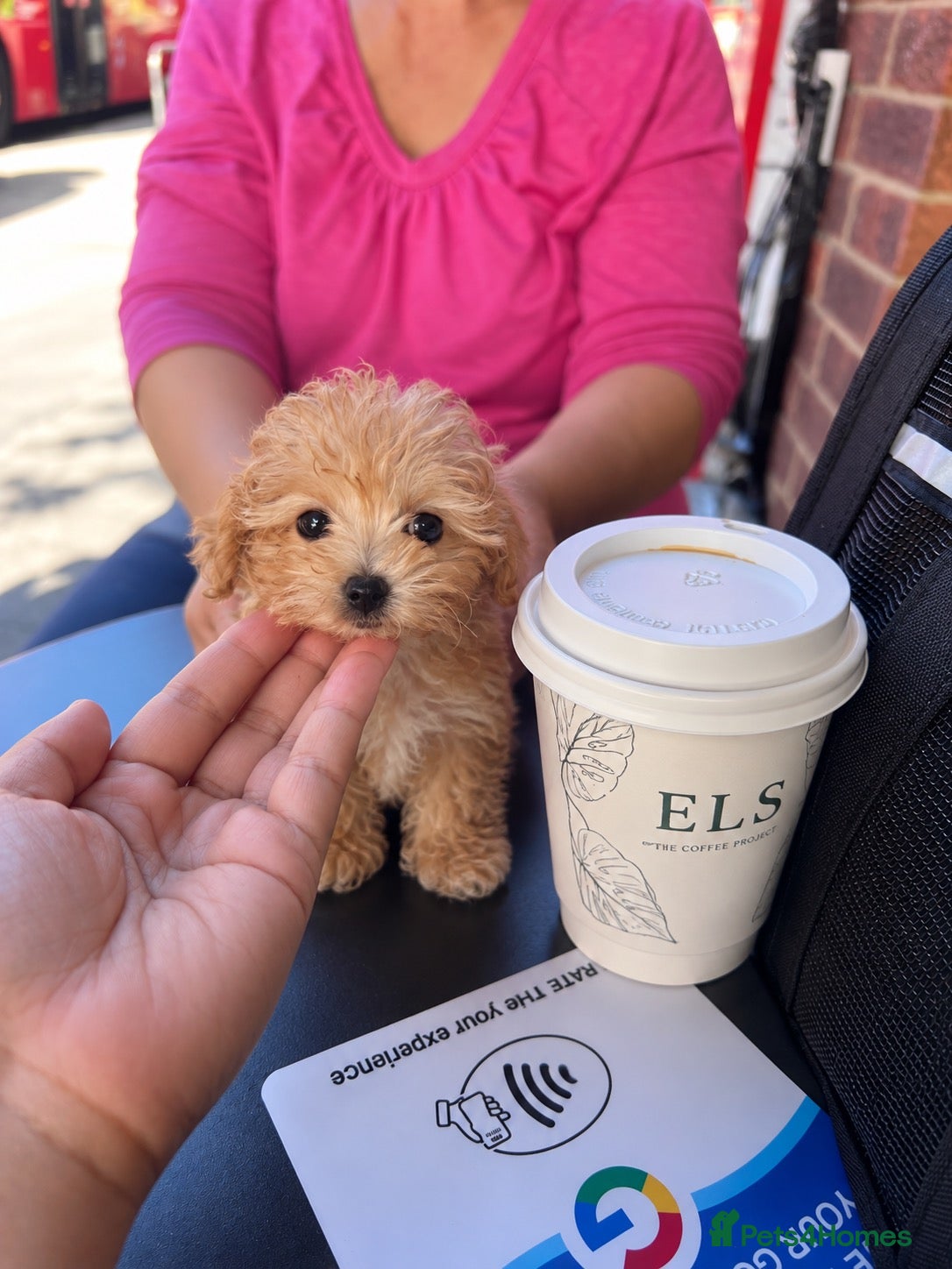 Maltipoo dogs Asian Maltipo Puppies XS Teddy Bear Faces Expected - Advert 14