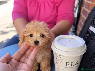 Maltipoo dogs Asian Maltipo Puppies XS Teddy Bear Faces Expected - Advert 14