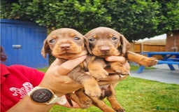 Miniature Dachshund dogs for stud: STUD!! PROVEN!! Bert - Beautiful Chocolate Tan boy in Herne Bay - Image 4