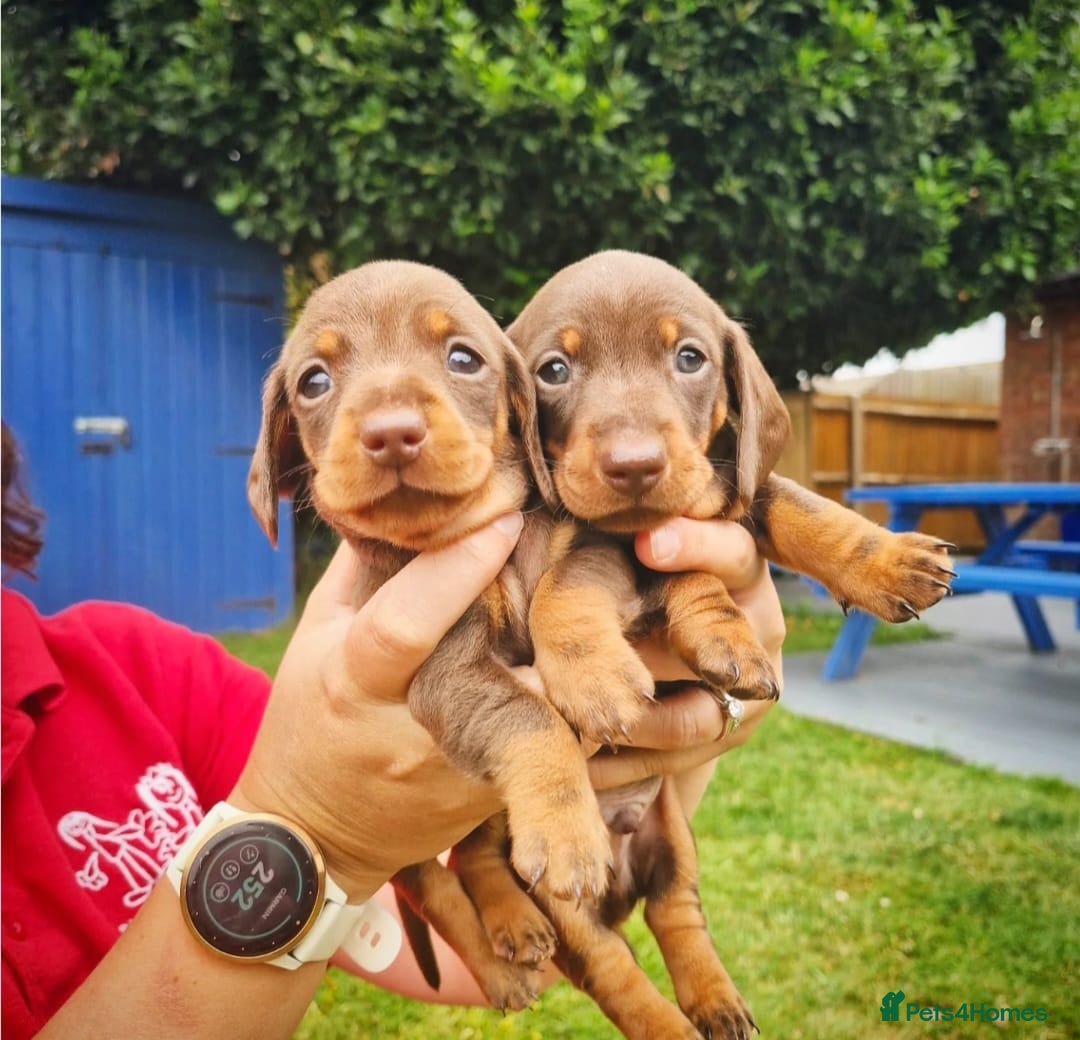 Miniature Dachshund dogs for stud: STUD!! PROVEN!! Bert - Beautiful Chocolate Tan boy in Herne Bay - Image 4