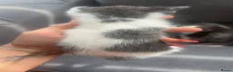 Mixed Breed cats for sale: Beautiful mix of grey, black and white kittens  - Advert 23