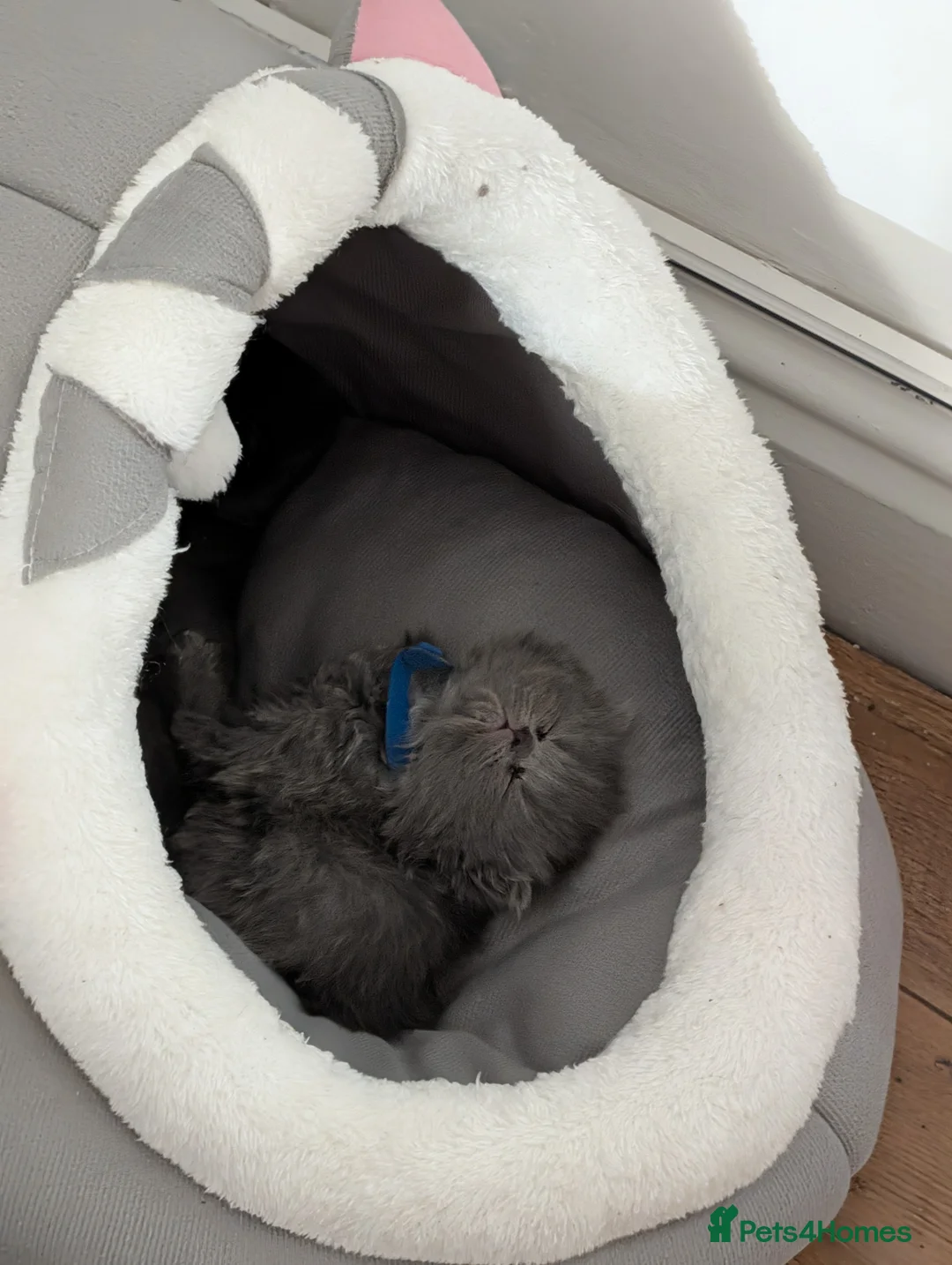 British Shorthair cats for sale: Booking is open! Plush British kittens 🐾 - Advert 2