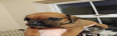 Black collar-boy -bob tail 