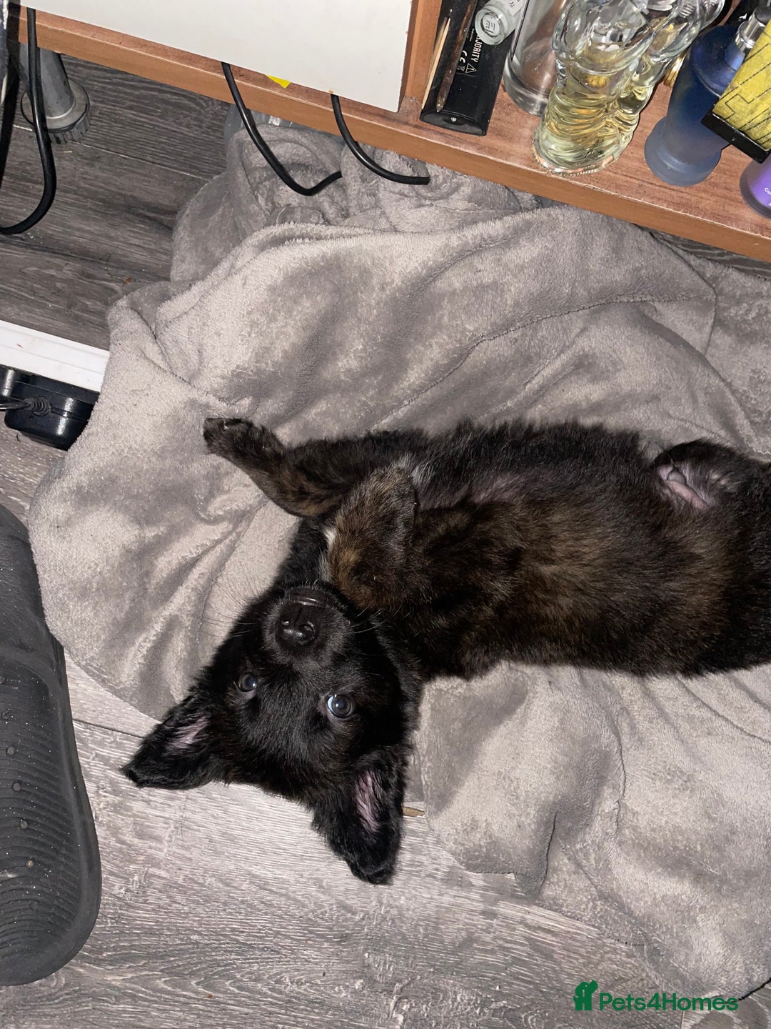 Mixed Breed dogs for sale: German shepherd x Dutch shepherd  - Image 1