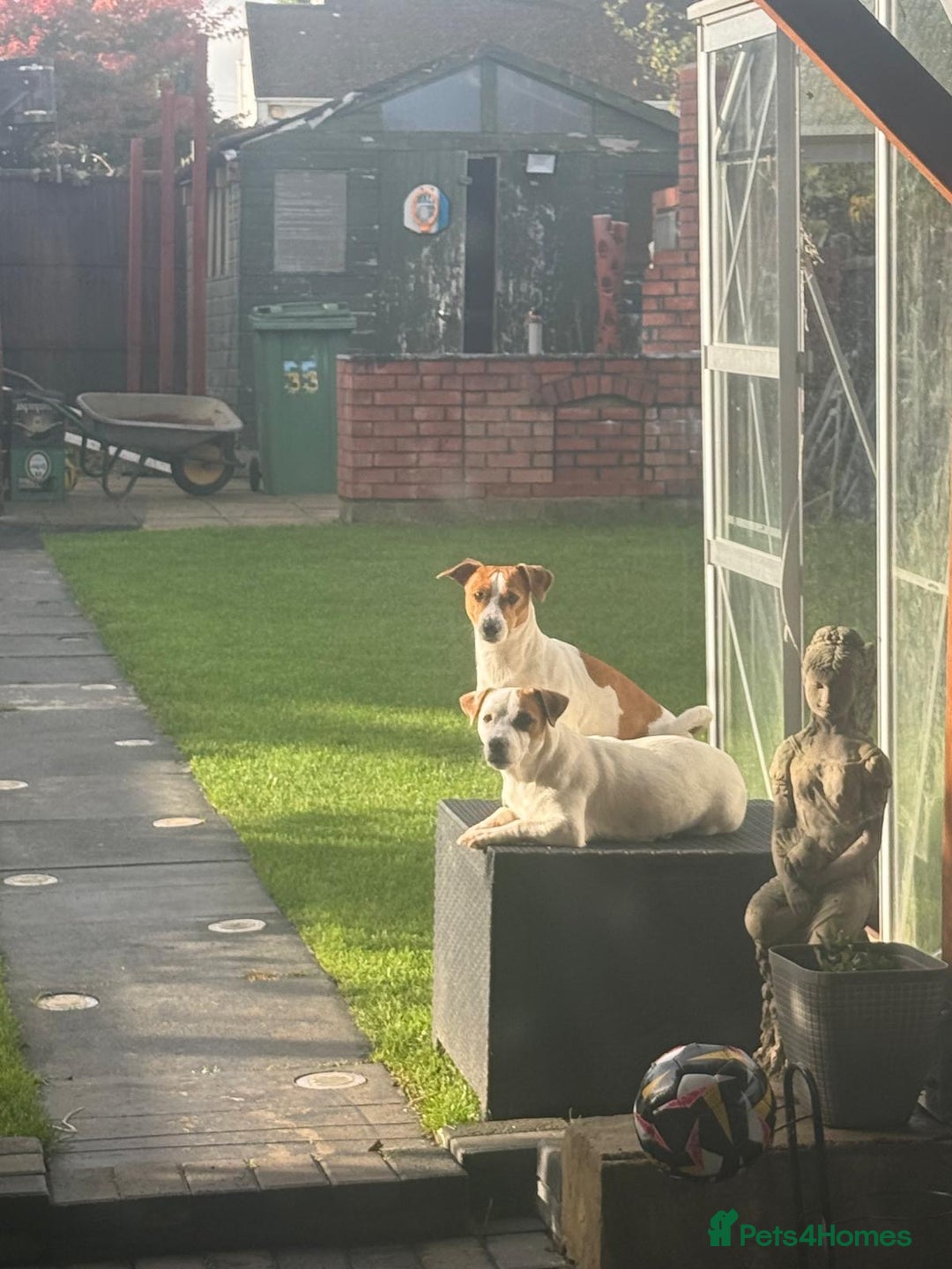 Jack Russell dogs for sale: Ingars - Advert 9