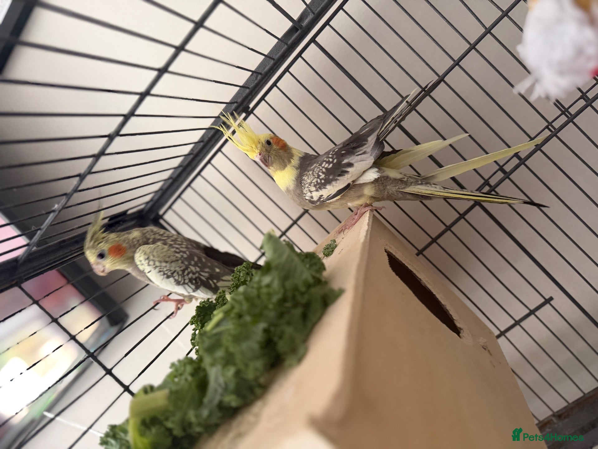 Cockatiels birds Cockatiels  - Advert 1