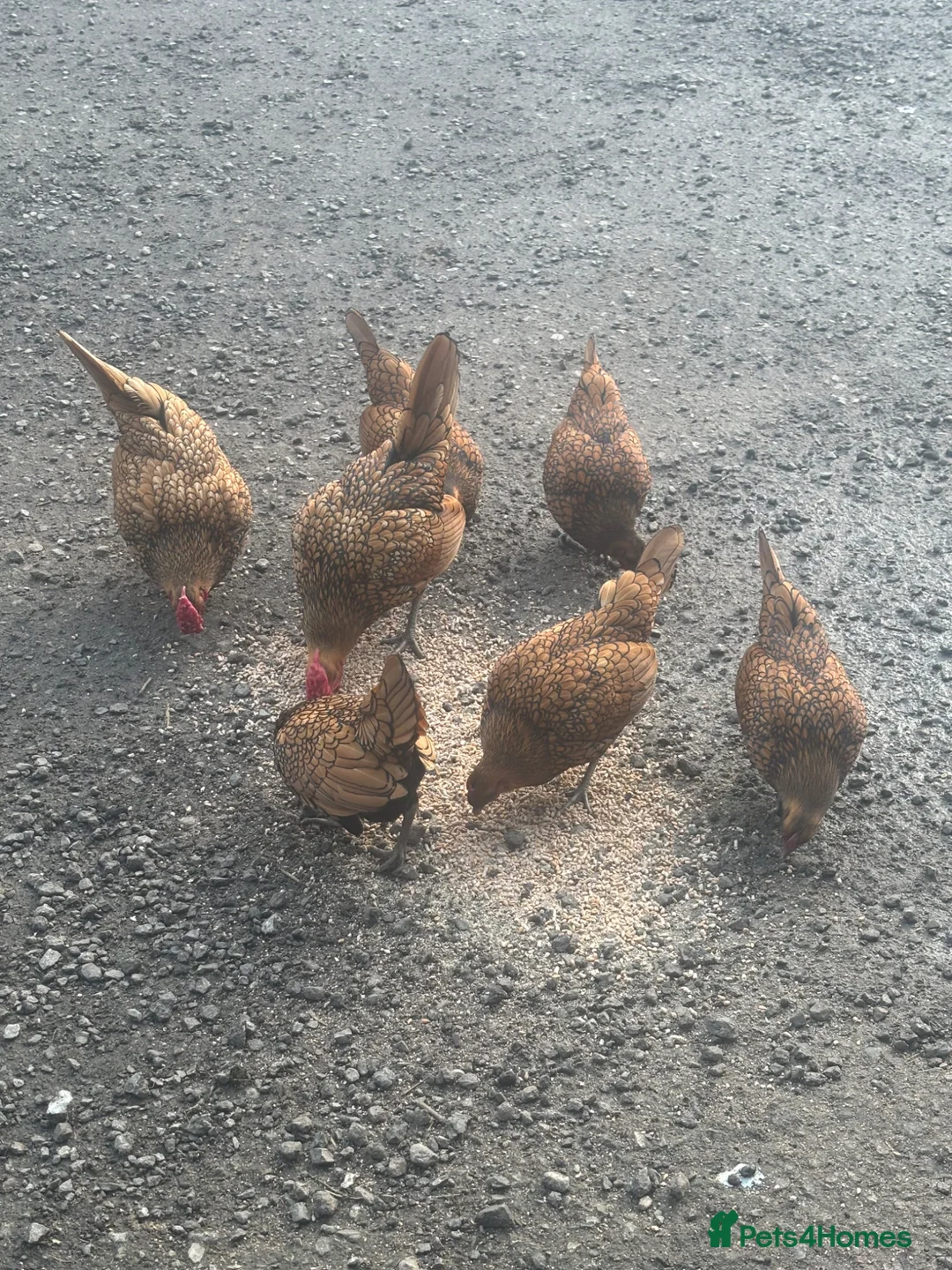 Chickens poultry for sale: Gold laced Seabright hatching eggs x 6 in Pickering - Advert 1