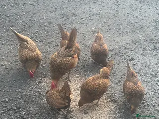 Chickens poultry Gold laced Seabright hatching eggs x 6 - Advert 15