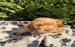 Cockapoo dogs for sale: 5 lovely f1 cockapoos  - Image 21