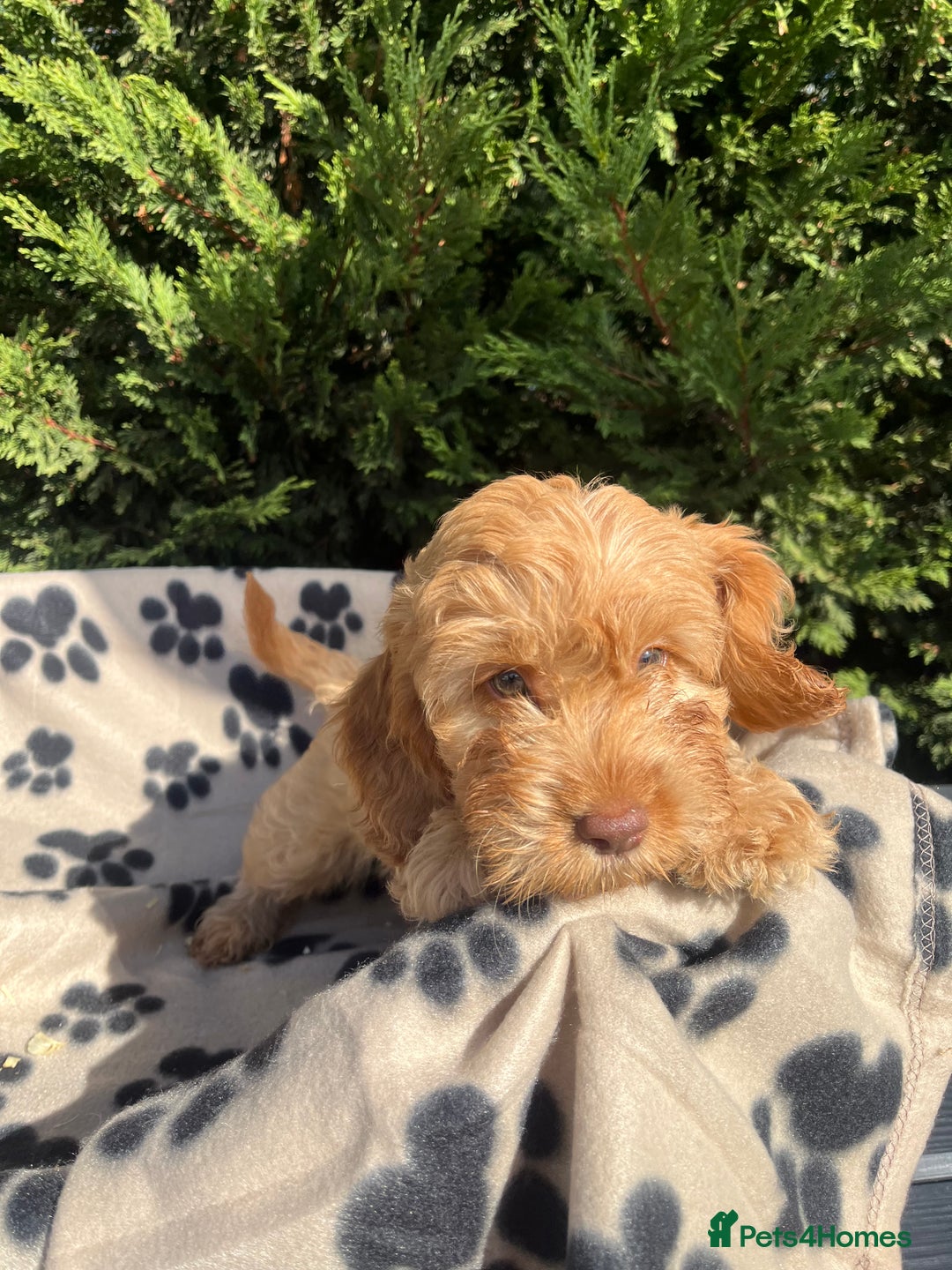 Cockapoo dogs for sale: 5 lovely f1 cockapoos  - Image 21
