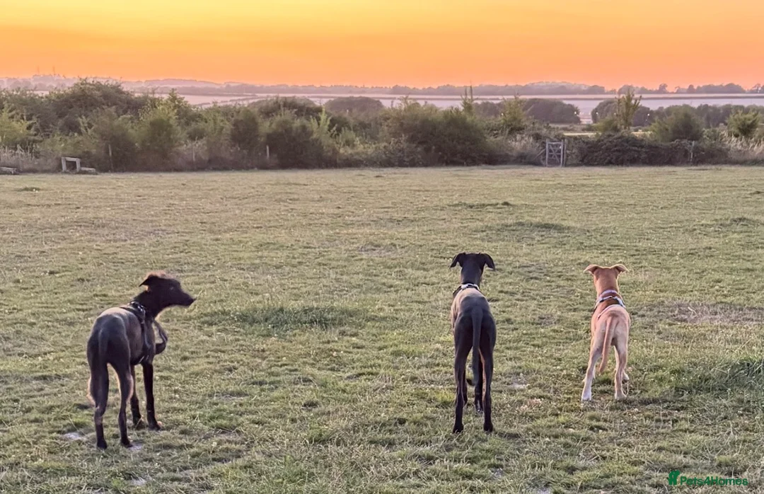 Mixed Breed dogs for sale: 9 mixed breed puppies in Salisbury - Advert 29