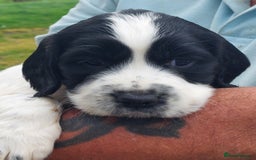 English Springer Spaniel dogs for sale: Quality Spaniel Litter at Sandaharr  - Image 1