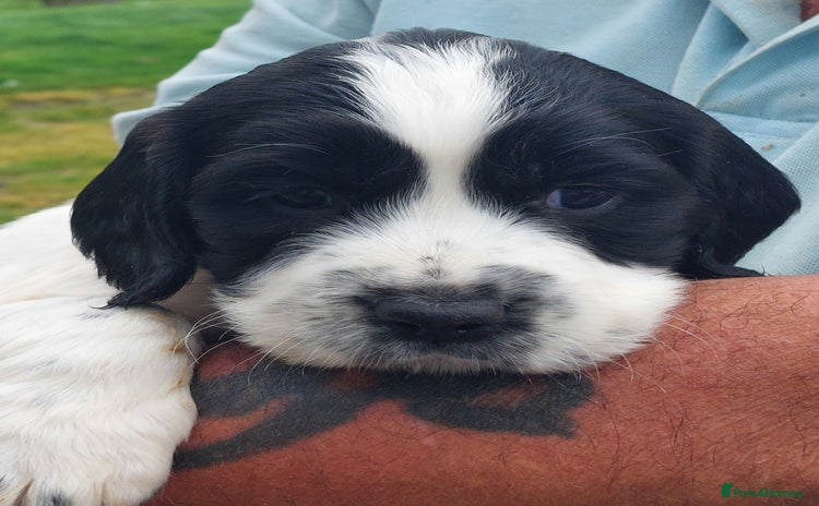 English Springer Spaniel dogs - Advert 2