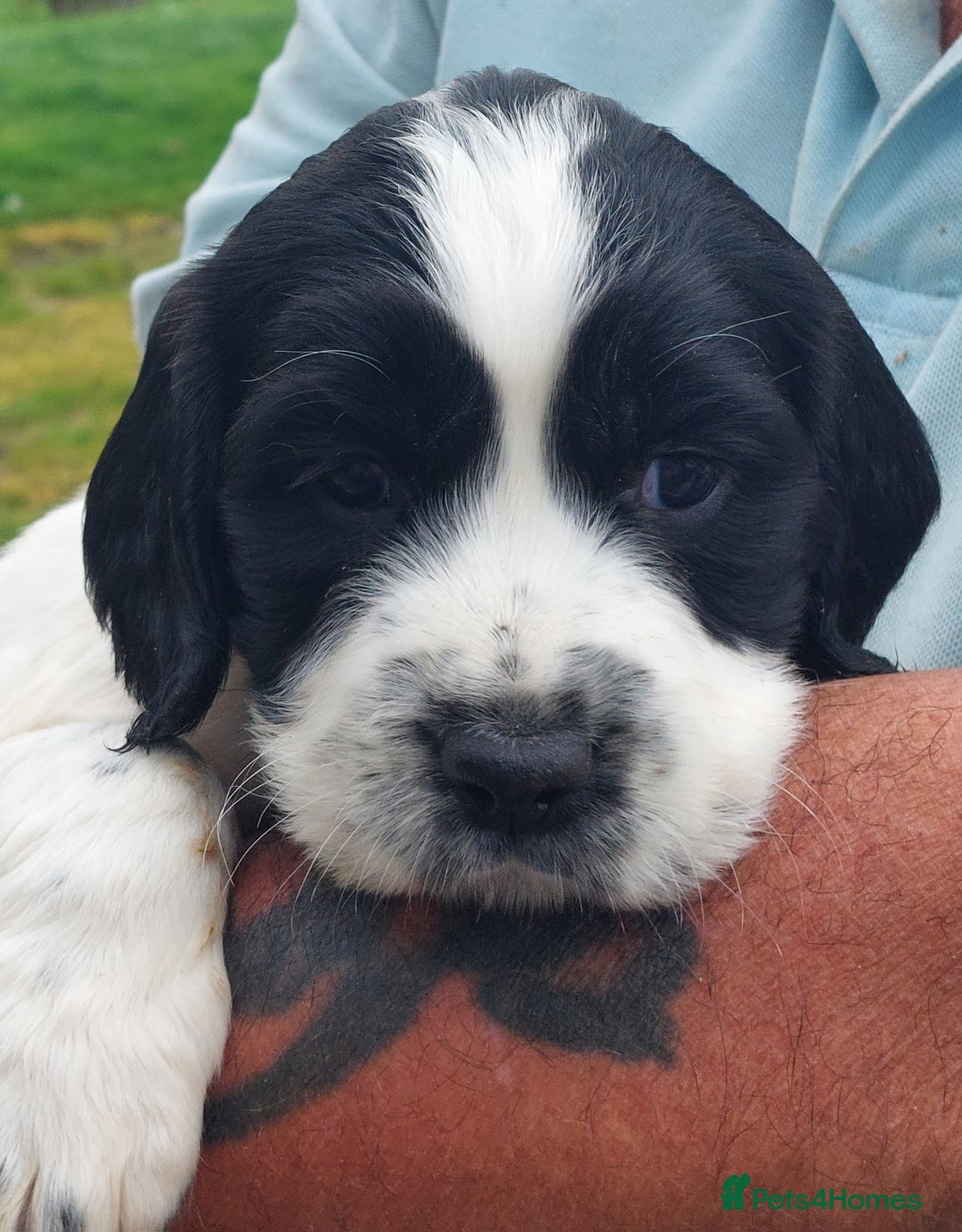 English Springer Spaniel dogs for sale: Quality Spaniel Litter at Sandaharr  - Image 1