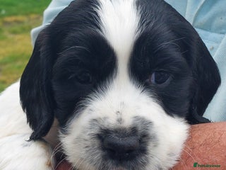 English Springer Spaniel dogs - Advert 2