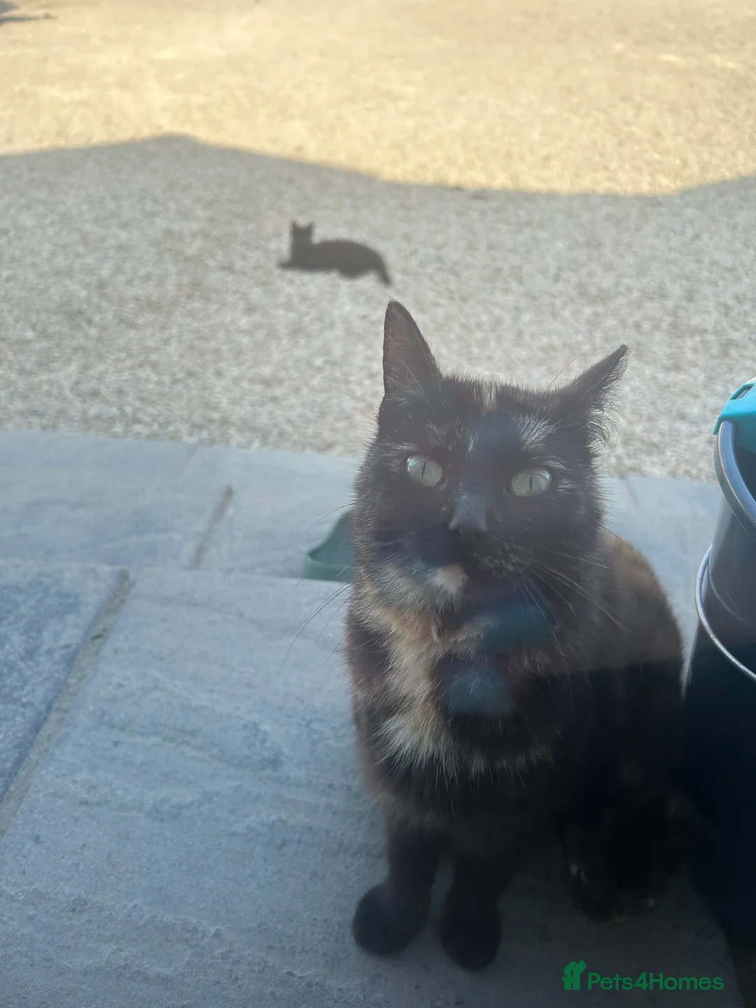 Mixed Breed cats for sale: Kittens for sale  - Advert 2