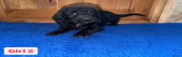 Labradoodle dogs for sale: Ready to leave. Beautiful puppies 😍😍 - Advert 6