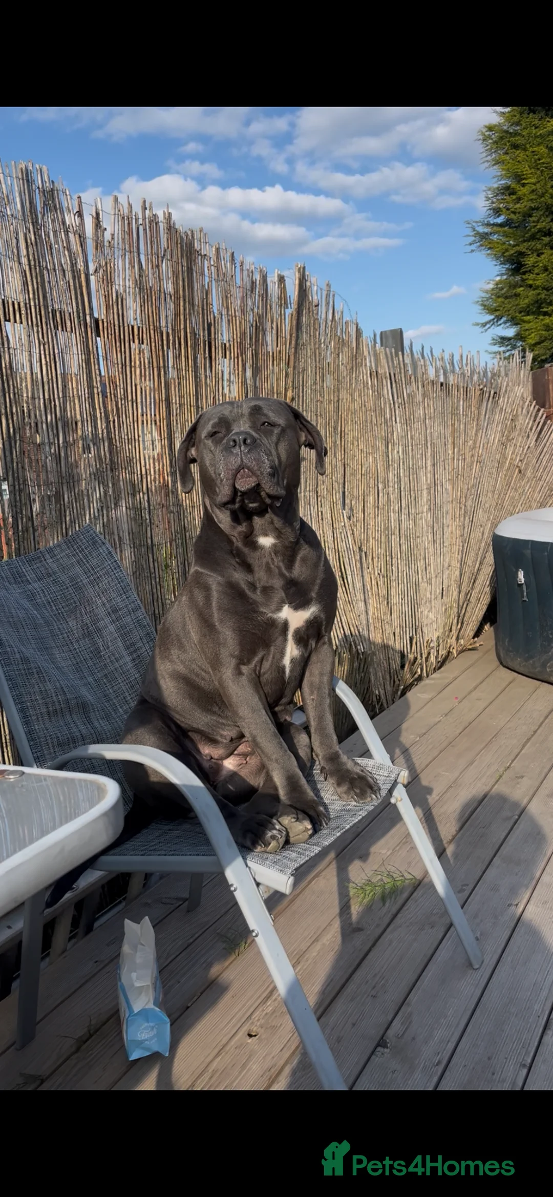Cane Corso dogs for sale: Cane corso pups  - Advert 10