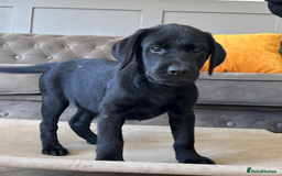 Labrador Retriever dogs for sale: Fully Trained Labrador  - Image 1