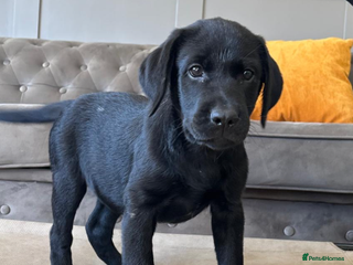 Labrador Retriever dogs - Advert 5