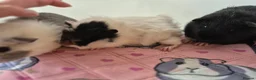 Guinea Pig rodents for sale: Beautiful Baby Sows - Advert 3