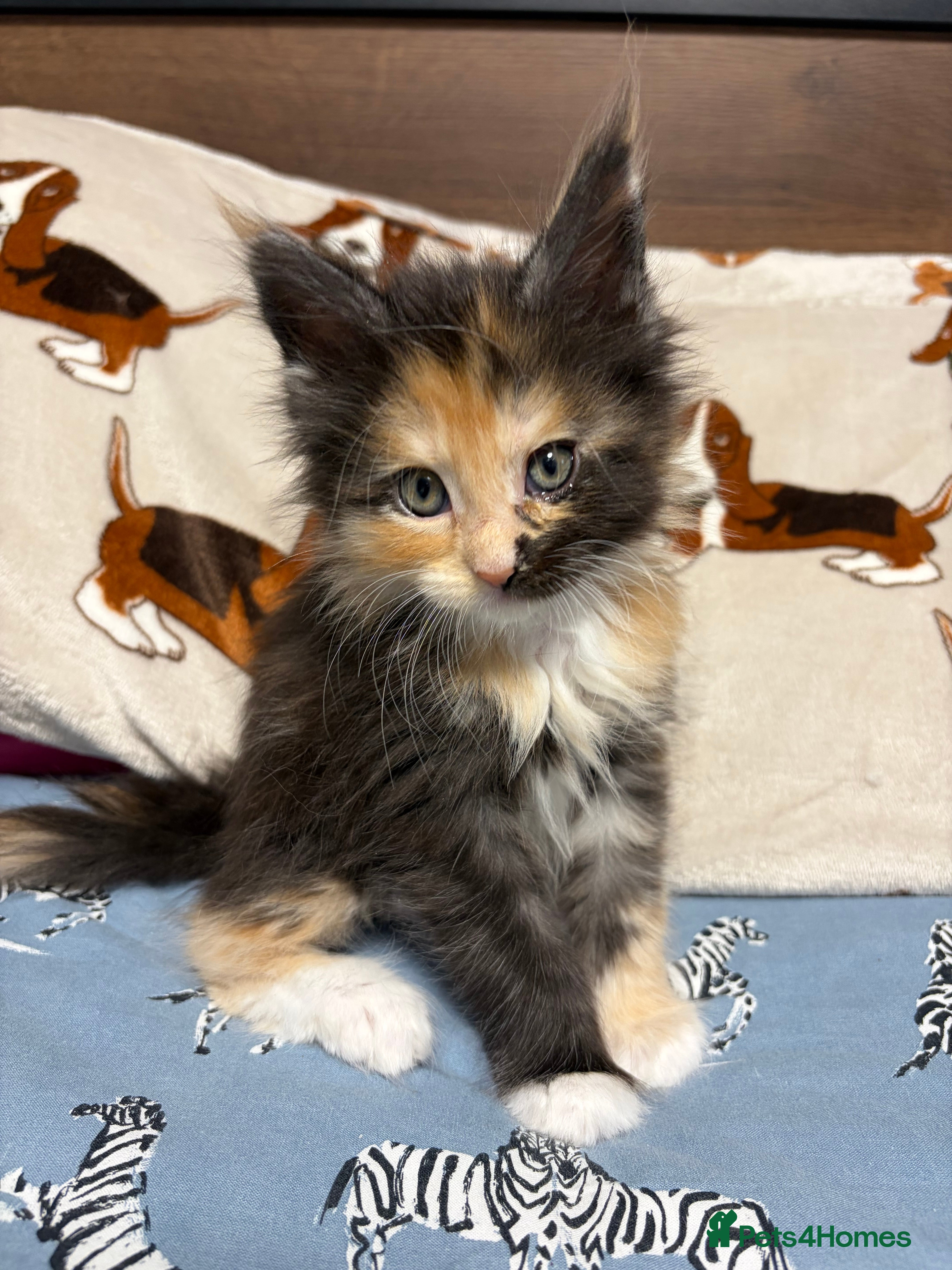 Maine Coon cats Champion Russian line full Maine coon kittens - Advert 4