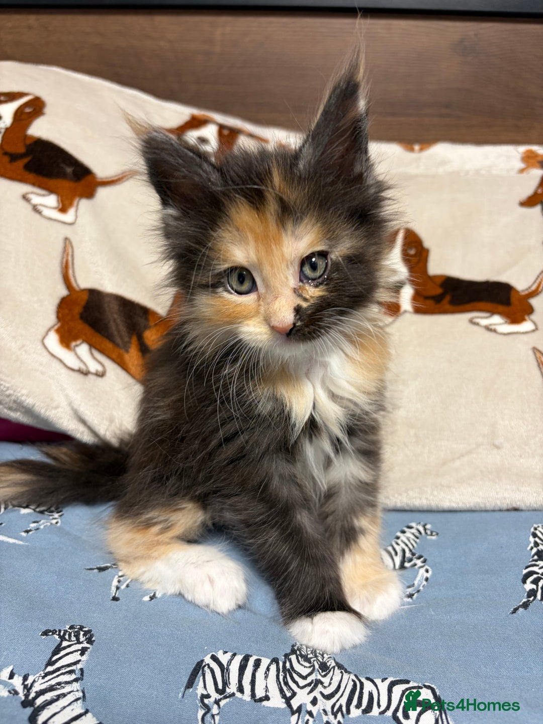 Maine Coon cats for sale: Champion Russian line full Maine coon kittens - Advert 1