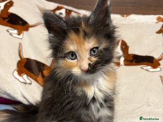 Maine Coon cats Champion Russian line full Maine coon kittens - Advert 4