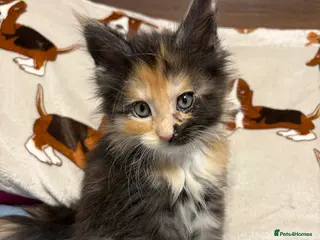 Maine Coon cats Champion Russian line full Maine coon kittens - Advert 1