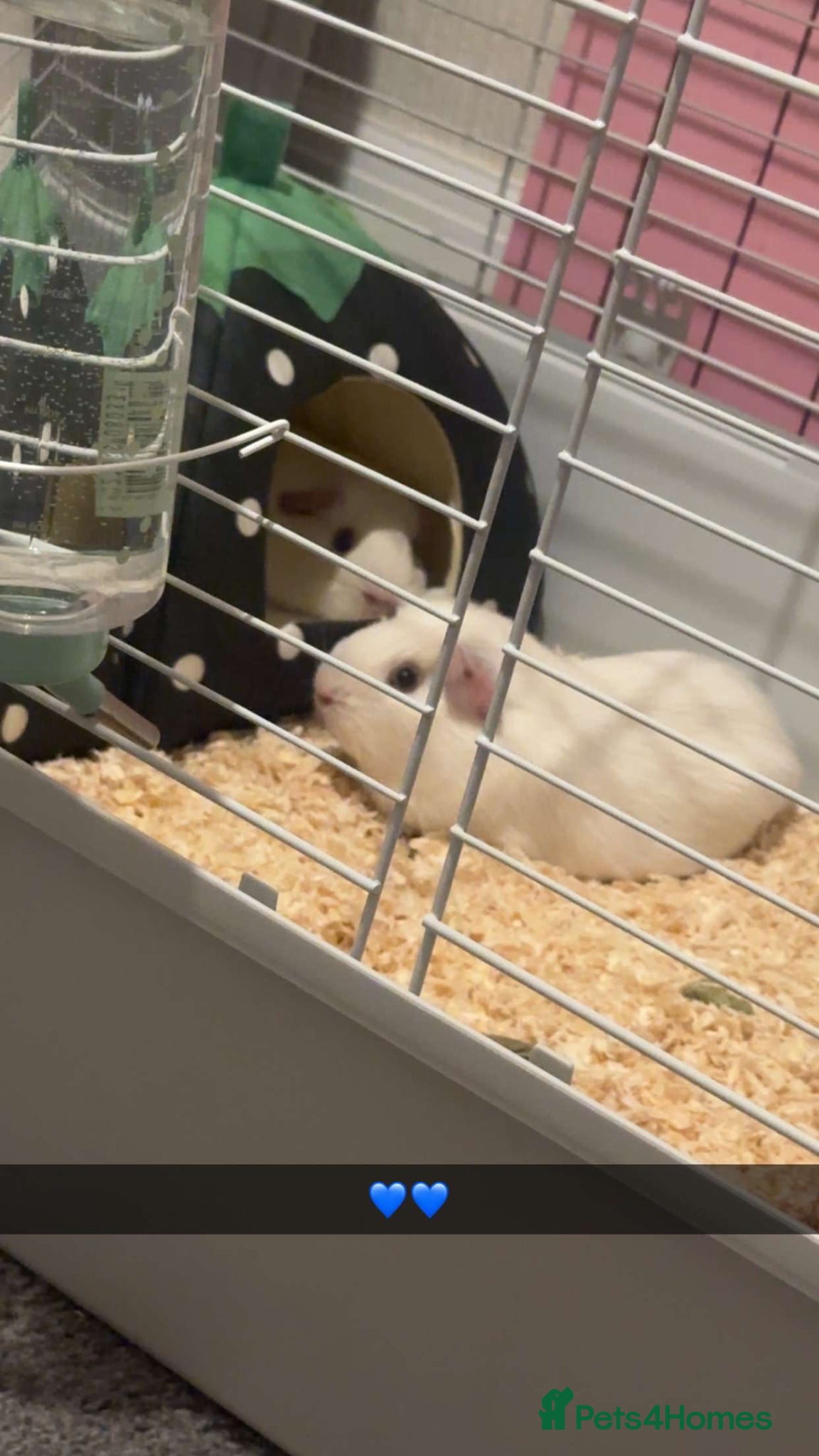 Guinea Pig rodents 2 male guinea pigs  - Advert 2