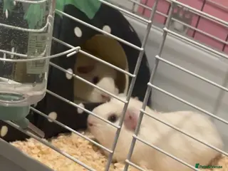 Guinea Pig rodents 2 male guinea pigs - Advert 2