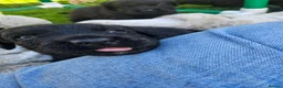 Double Doodle dogs for sale: F2 Miniature Australian Double Doodle  - Advert 8