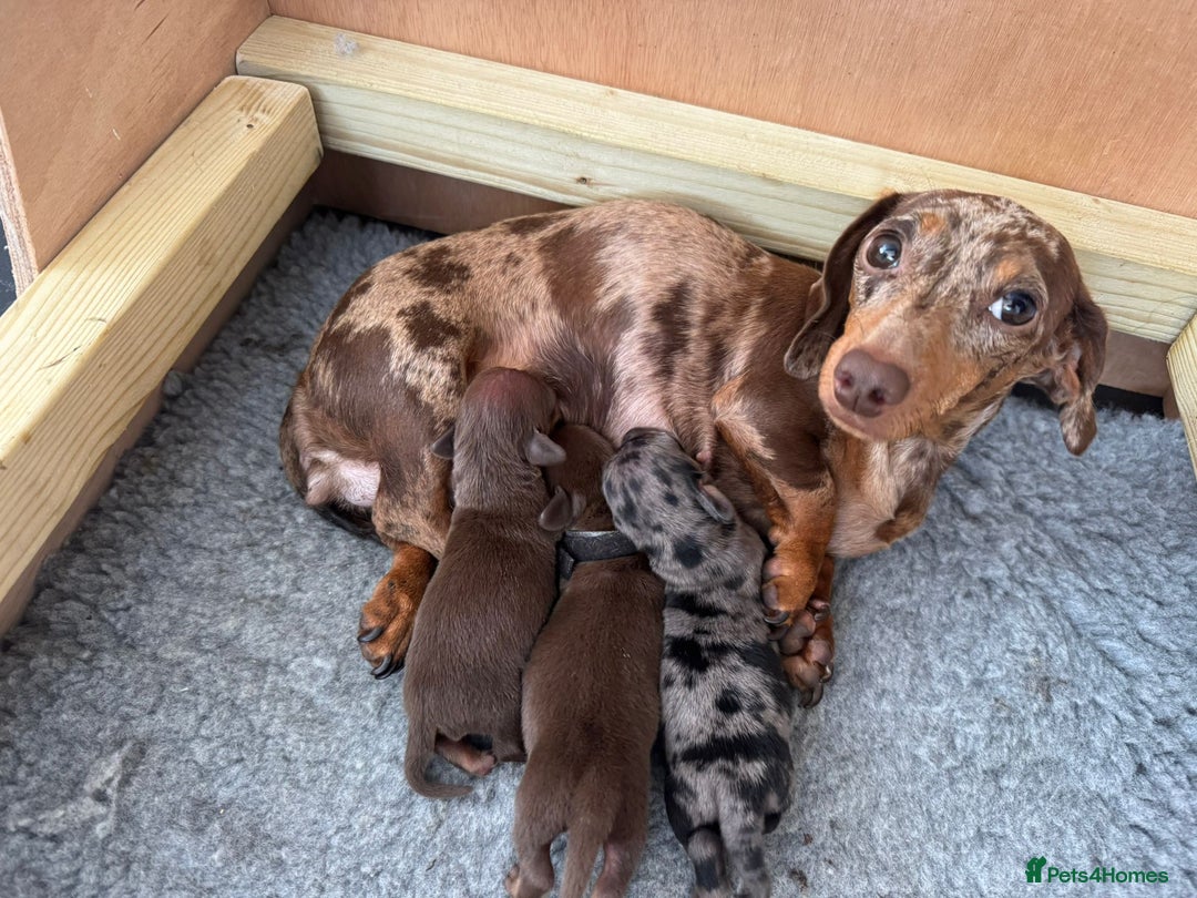 Miniature Dachshund dogs for sale: BEAUTIFUL MINIATURE DACHSHUNDS PUPPIES FOR SALE - Image 6