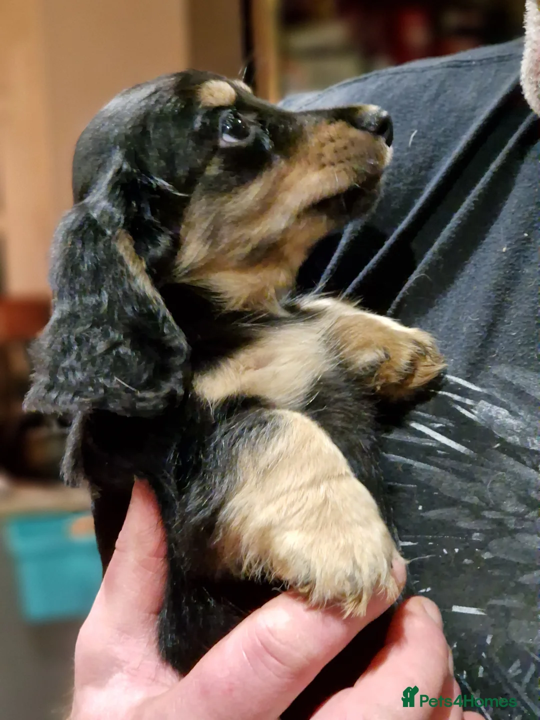 Miniature Dachshund dogs for sale:  Reduced For Last Girl Long Coat Waiting For You  - Advert 4