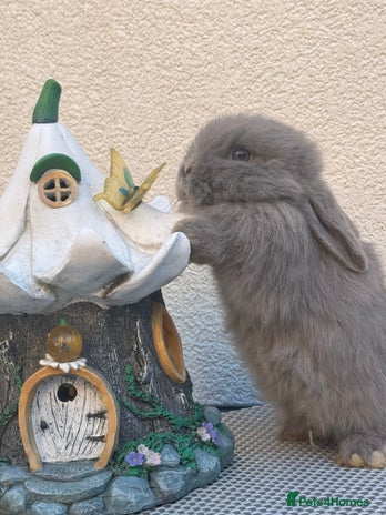 Lionhead rabbits - Advert 6