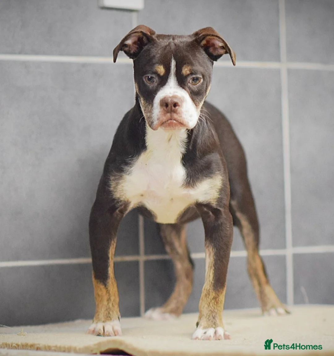 Olde English Bulldogge dogs for sale: COUNCIL APPROVED⭐️5 RATED. 23 YEARS EXPERIENCE  - Advert 2