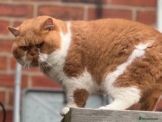 British Shorthair cats Tica CH red /white Cinnamon carrier ( limited time in Leeds - Advert 11