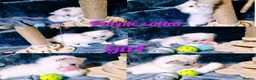 British Longhair cats for sale: Black silver shaded kitten - Advert 17